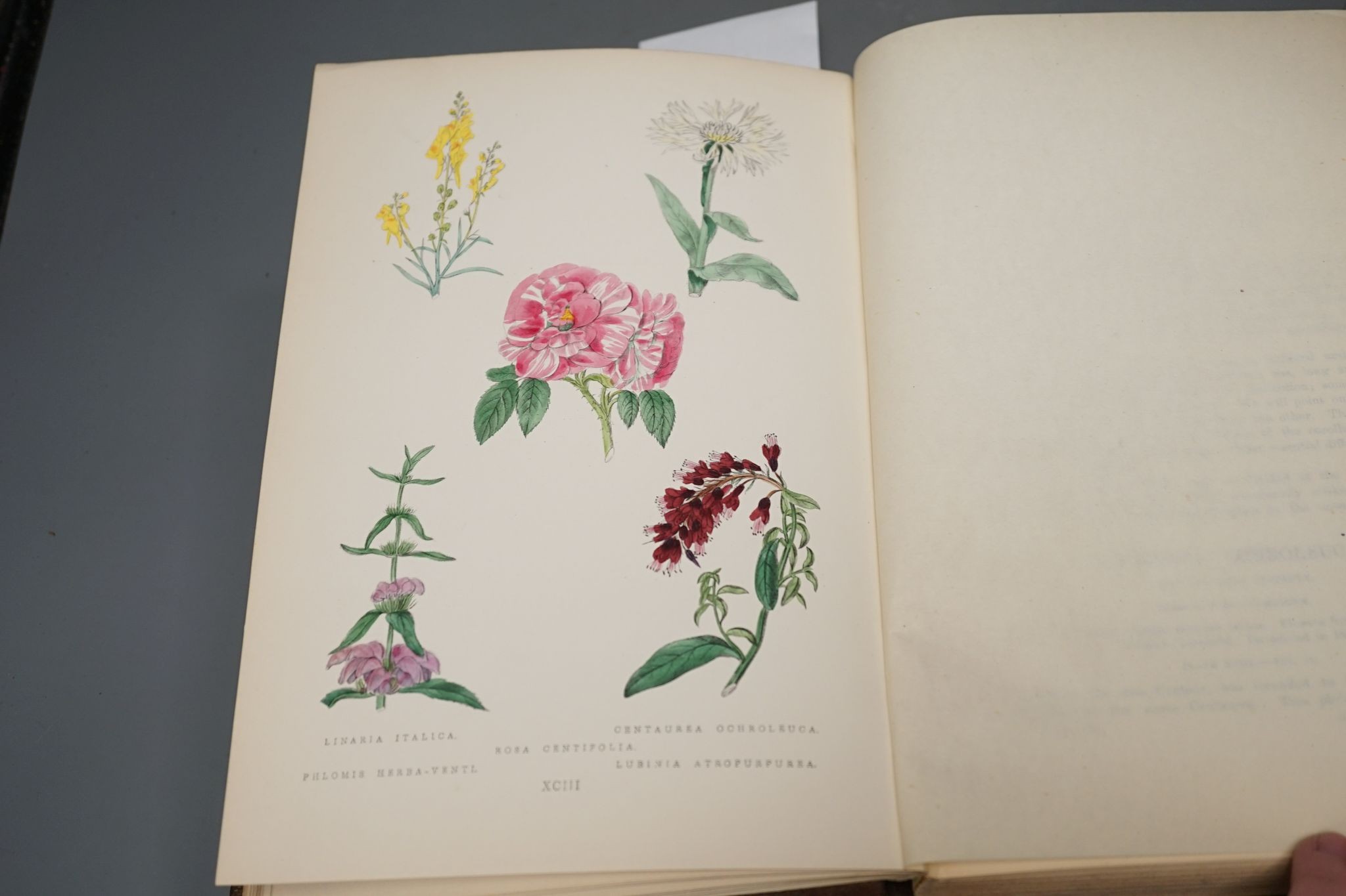Maund, B. - The Botanic Garden.....vol.III. 40 hand coloured plates (with guards); publisher's gilt pictorial and blind decorated cloth. 1878